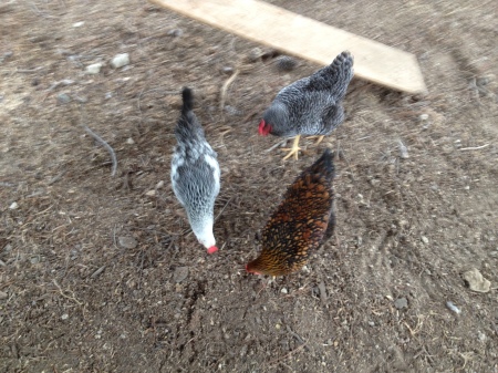 Chickens in Sandston VA